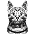 Gato