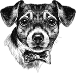 Perro